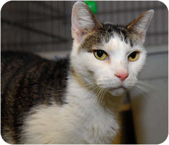 Domestic Shorthair Cat for Sale in New York, New York - Babbo Domestic Shorthair Cat for Sale in New York, New York - Babbo