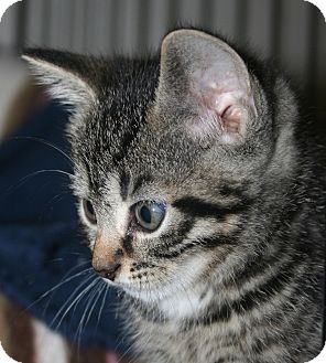Domestic Shorthair Kitten for Sale in Plainville, Massachusetts - Wren Domestic Shorthair Kitten for Sale in Plainville, Massachusetts - Wren
