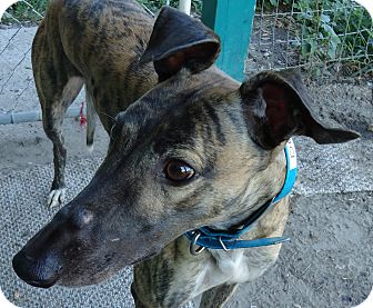 Greyhound Dog for Sale in Longwood, Florida - Ice Demi Greyhound Dog for Sale in Longwood, Florida - Ice Demi