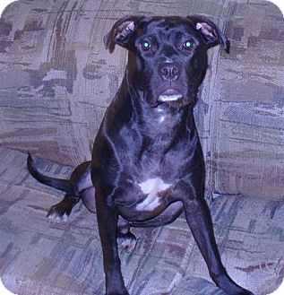 Labrador Retriever/Boxer Mix Dog for Sale in Laval, Quebec - Jacob Labrador Retriever/Boxer Mix Dog for Sale in Laval, Quebec - Jacob