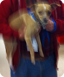 Chihuahua Mix Dog for Sale in Loudonville, New York - Chico (aka Chihuahua Mix Dog for Sale in Loudonville, New York - Chico (aka