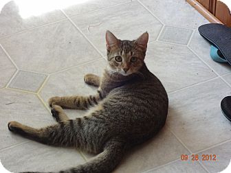 American Shorthair Kitten for Sale in Saint Albans, West Virginia - Tiny American Shorthair Kitten for Sale in Saint Albans, West Virginia - Tiny