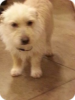 Cairn Terrier/Terrier (Unknown Type, Small) Mix Dog for Sale in Windham, New Hampshire - Mikey Cairn Terrier/Terrier (Unknown Type, Small) Mix Dog for Sale in Windham, New Hampshire - Mikey
