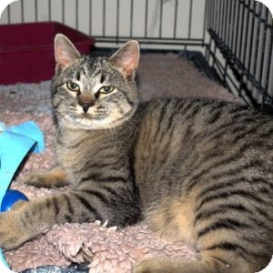 Domestic Shorthair Cat for Sale in Colorado Springs, Colorado - Niles Domestic Shorthair Cat for Sale in Colorado Springs, Colorado - Niles