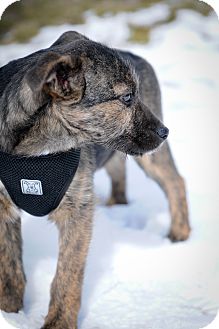 Terrier (Unknown Type, Medium) Mix Puppy for Sale in Mt. Prospect, Illinois - Hayes Terrier (Unknown Type, Medium) Mix Puppy for Sale in Mt. Prospect, Illinois - Hayes