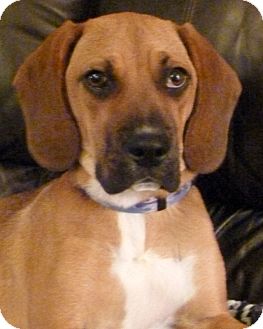 Boxer/Beagle Mix Puppy for Sale in Glastonbury, Connecticut - Lily Evergreen Boxer/Beagle Mix Puppy for Sale in Glastonbury, Connecticut - Lily Evergreen
