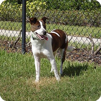 Hound (Unknown Type)/Terrier (Unknown Type, Medium) Mix Dog for Sale in Oldsmar, Florida - Tank Hound (Unknown Type)/Terrier (Unknown Type, Medium) Mix Dog for Sale in Oldsmar, Florida - Tank