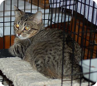 Domestic Shorthair Kitten for Sale in Fort Wayne, Indiana - whazzup Domestic Shorthair Kitten for Sale in Fort Wayne, Indiana - whazzup