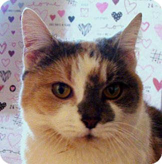 Domestic Shorthair Cat for Sale in Albany, New York - Bonnie Domestic Shorthair Cat for Sale in Albany, New York - Bonnie