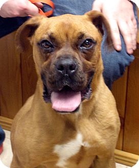 Boxer Dog for Sale in hagerstown, Maryland - Winchester Boxer Dog for Sale in hagerstown, Maryland - Winchester