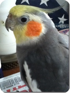 Cockatiel for Sale in Tampa, Florida - Gizzy Cockatiel for Sale in Tampa, Florida - Gizzy