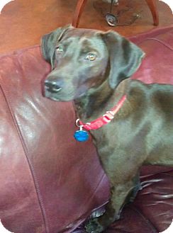 Labrador Retriever/Weimaraner Mix Dog for Sale in Starkville, Mississippi - Janie Labrador Retriever/Weimaraner Mix Dog for Sale in Starkville, Mississippi - Janie