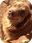 Australian Shepherd Mix Dog for Sale in Manchester, Connecticut - Lucy ADOPTION PENDING Australian Shepherd Mix Dog for Sale in Manchester, Connecticut - Lucy ADOPTION PENDING