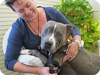 Pit Bull Terrier Mix Dog for Sale in Thousand Oaks, California - Tyson Pit Bull Terrier Mix Dog for Sale in Thousand Oaks, California - Tyson