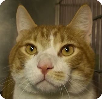 Domestic Shorthair Cat for Sale in El Cajon, California - Tygro Domestic Shorthair Cat for Sale in El Cajon, California - Tygro
