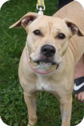 Labrador Retriever Mix Dog for Sale in Dover, Ohio - Bailey Labrador Retriever Mix Dog for Sale in Dover, Ohio - Bailey