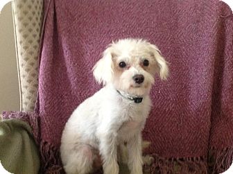 Maltese/Terrier (Unknown Type, Small) Mix Puppy for Sale in Studio City, California - Alfie Maltese/Terrier (Unknown Type, Small) Mix Puppy for Sale in Studio City, California - Alfie