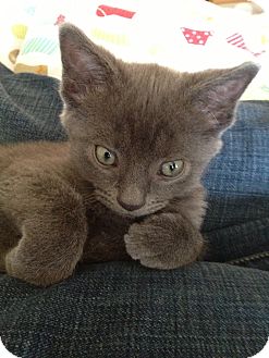 Domestic Shorthair Kitten for Sale in Homewood, Alabama - Copy Domestic Shorthair Kitten for Sale in Homewood, Alabama - Copy