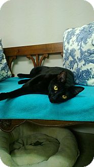 Domestic Shorthair Cat for Sale in Naples, Florida - BUBBLES Domestic Shorthair Cat for Sale in Naples, Florida - BUBBLES