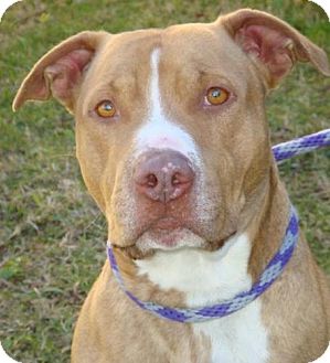 American Pit Bull Terrier Mix Dog for Sale in Red Bluff, California - Brocklin-$45 adoption fee American Pit Bull Terrier Mix Dog for Sale in Red Bluff, California - Brocklin-$45 adoption fee