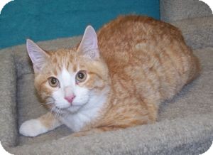 Domestic Shorthair Kitten for Sale in Colorado Springs, Colorado - K-Eva2-Art Domestic Shorthair Kitten for Sale in Colorado Springs, Colorado - K-Eva2-Art