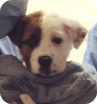 Chow Chow Mix Puppy for Sale in Gainesville, Florida - London Chow Chow Mix Puppy for Sale in Gainesville, Florida - London