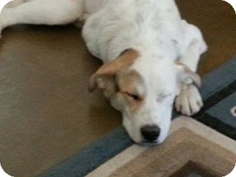 Cattle Dog/Great Pyrenees Mix Dog for Sale in Phoenix, Arizona - Daisy Mae Cattle Dog/Great Pyrenees Mix Dog for Sale in Phoenix, Arizona - Daisy Mae