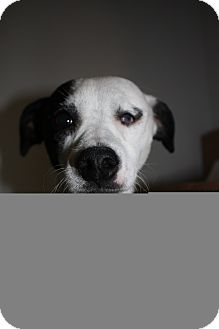 Jack Russell Terrier Mix Dog for Sale in Stilwell, Oklahoma - Petey Jack Russell Terrier Mix Dog for Sale in Stilwell, Oklahoma - Petey