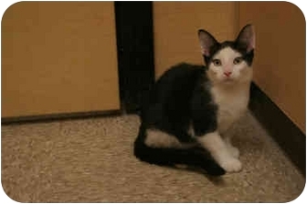 Domestic Shorthair Cat for Sale in Orlando, Florida - Pedro Domestic Shorthair Cat for Sale in Orlando, Florida - Pedro