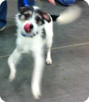 Terrier (Unknown Type, Small) Mix Dog for Sale in Loudonville, New York - Buck Terrier (Unknown Type, Small) Mix Dog for Sale in Loudonville, New York - Buck