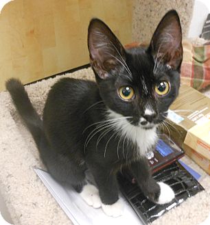 Domestic Shorthair Kitten for Sale in Chandler, Arizona - Velvet Domestic Shorthair Kitten for Sale in Chandler, Arizona - Velvet
