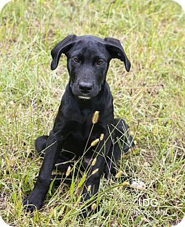 Labrador Retriever Mix Puppy for Sale in Huntsville, Alabama - Chance Labrador Retriever Mix Puppy for Sale in Huntsville, Alabama - Chance
