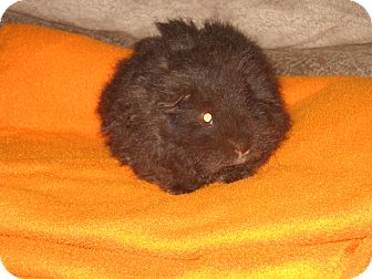 Guinea Pig for Sale in johnson creek, Wisconsin - Romeo Guinea Pig for Sale in johnson creek, Wisconsin - Romeo