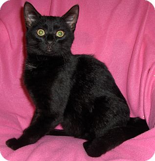 Domestic Shorthair Kitten for Sale in Richmond, Virginia - Carlos Domestic Shorthair Kitten for Sale in Richmond, Virginia - Carlos