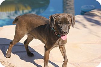 Labrador Retriever Puppy for Sale in Scottsdale, Arizona - Eli Labrador Retriever Puppy for Sale in Scottsdale, Arizona - Eli