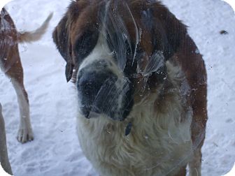 St. Bernard Dog for Sale in Carey, Ohio - Darla St. Bernard Dog for Sale in Carey, Ohio - Darla