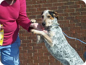 Bluetick Coonhound Mix Dog for Sale in Germantown, Maryland - Blue Lady Bluetick Coonhound Mix Dog for Sale in Germantown, Maryland - Blue Lady