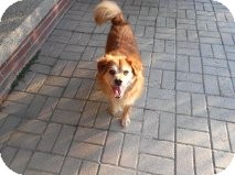 Cocker Spaniel/Pomeranian Mix Dog for Sale in Pineville, North Carolina - Pumpkin Cocker Spaniel/Pomeranian Mix Dog for Sale in Pineville, North Carolina - Pumpkin