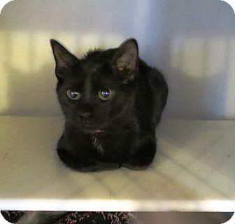 Domestic Shorthair Cat for Sale in Geneseo, Illinois - Relda Domestic Shorthair Cat for Sale in Geneseo, Illinois - Relda