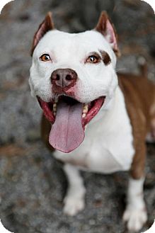 American Pit Bull Terrier Mix Dog for Sale in Tinton Falls, New Jersey - Sully American Pit Bull Terrier Mix Dog for Sale in Tinton Falls, New Jersey - Sully