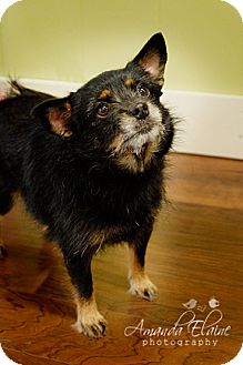 Chihuahua Mix Dog for Sale in Granbury, Texas - Penelope Chihuahua Mix Dog for Sale in Granbury, Texas - Penelope