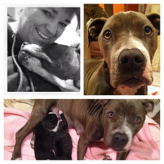 Pit Bull Terrier Mix Dog for Sale in Shirley, New York - Maci Pit Bull Terrier Mix Dog for Sale in Shirley, New York - Maci