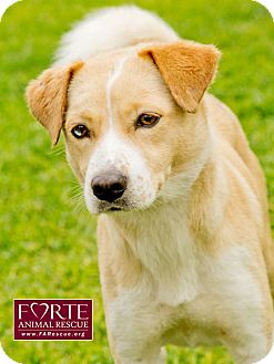 Shiba Inu/Australian Shepherd Mix Dog for Sale in Marina del Rey, California - Josie Shiba Inu/Australian Shepherd Mix Dog for Sale in Marina del Rey, California - Josie