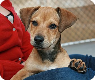 Dachshund Mix Dog for Sale in san antonio, Texas - Orbison Dachshund Mix Dog for Sale in san antonio, Texas - Orbison