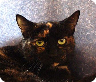 Domestic Shorthair Cat for Sale in Albany, New York - Sweet Pea Domestic Shorthair Cat for Sale in Albany, New York - Sweet Pea