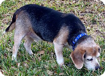 Beagle Dog for Sale in Houston, Texas - Bugs Beagle Dog for Sale in Houston, Texas - Bugs