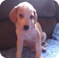 Hound (Unknown Type) Mix Puppy for Sale in Richmond, Virginia - Boots Hound (Unknown Type) Mix Puppy for Sale in Richmond, Virginia - Boots