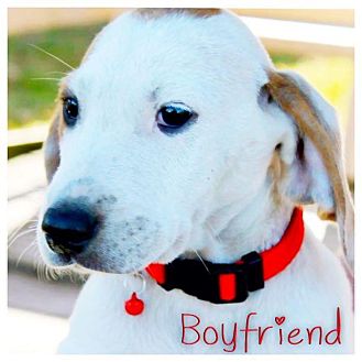 English (Redtick) Coonhound/Ibizan Hound Mix Puppy for Sale in Westland, Michigan - Boyfriend English (Redtick) Coonhound/Ibizan Hound Mix Puppy for Sale in Westland, Michigan - Boyfriend