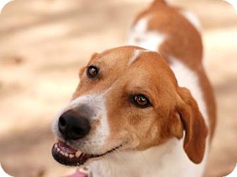Harrier Mix Dog for Sale in Kettering, Ohio - Shiloh Harrier Mix Dog for Sale in Kettering, Ohio - Shiloh