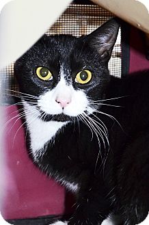 Domestic Shorthair Cat for Sale in Xenia, Ohio - Whitney Domestic Shorthair Cat for Sale in Xenia, Ohio - Whitney